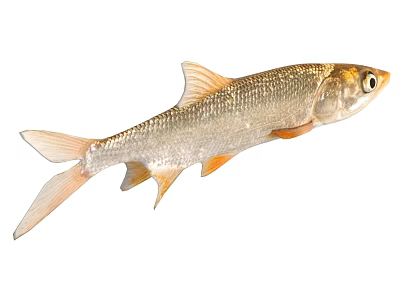 Silver Aquatic Fish With Bright Orange Fins And Streamlined Body Structure 3d model