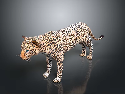 Leopard 3D Model in Standing Pose with Spotted Fur and Reflective Background 3d model