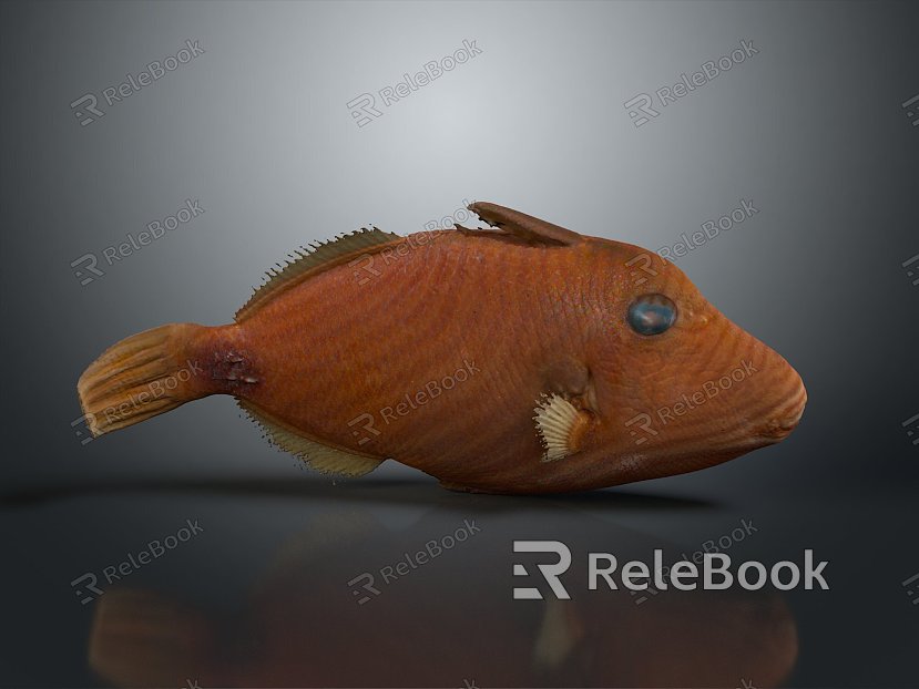 Catfish Carp Sturgeon Bass Freshwater Fish Various Carp Grass Carp Crucian Carp model