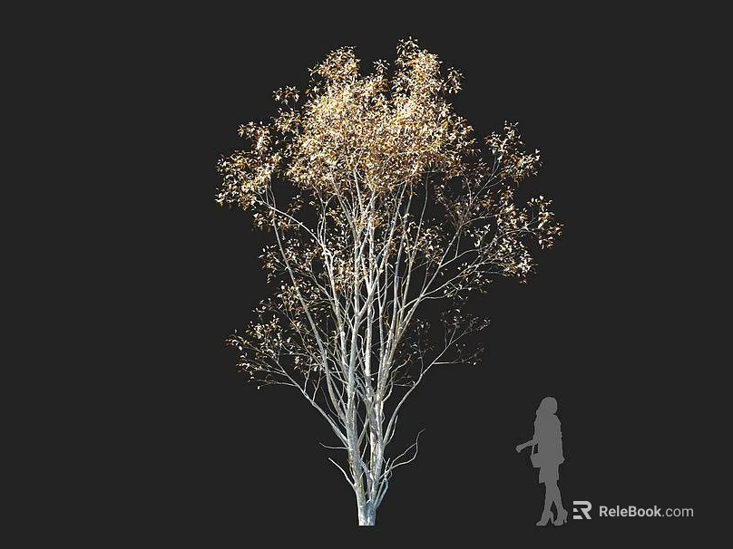 Tall Tree With White Trunk Golden Leaves On Black Background And Human Silhouette For Scale 3d model 