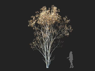 Tall Tree With White Trunk Golden Leaves On Black Background And Human Silhouette For Scale 3d model