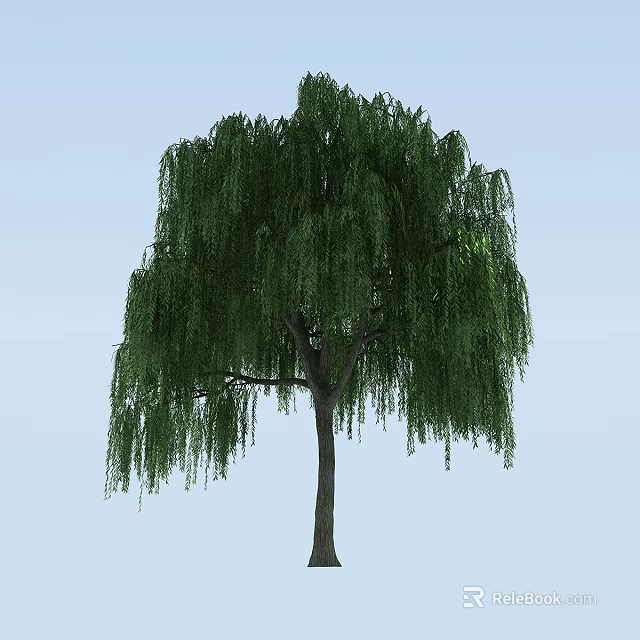 Tall Willow Tree With Green Hanging Branches And Lush Leaves Against Blue Sky 3d model 