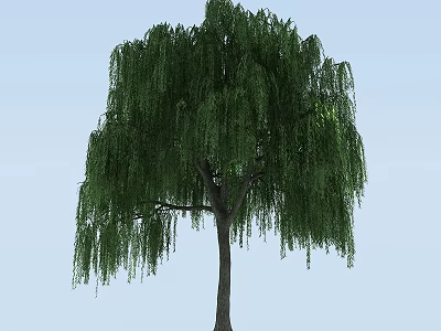 Tall Willow Tree With Green Hanging Branches And Lush Leaves Against Blue Sky 3d model
