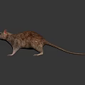Detailed Brown Furry Rat With Long Tail On Black Background Showing Reflection