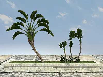 Tropical Trees With Large Leaves Growing On Stone Pavement Under Blue Sky 3d model