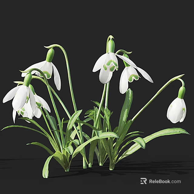 Beautiful Snowdrops With White Flowers Green Stems And Fresh Leaves In Bloom Against Dark Background 3d model 