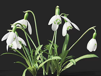 Beautiful Snowdrops With White Flowers Green Stems And Fresh Leaves In Bloom Against Dark Background 3d model