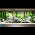 Aquarium Fish Tank With Lush Green Plants Rocks And Natural Forest Background