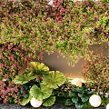 Vibrant Plant Combination With Hanging Vines Large Green Foliage Pink Flowers And Decorative Spheres