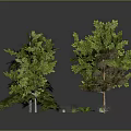 Various Green And Brown Trees With Small Plants On Gray Background With Ground Reflection