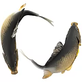 Two Black And Gold Koi Fish Swimming Gracefully With Curved Elegant Bodies