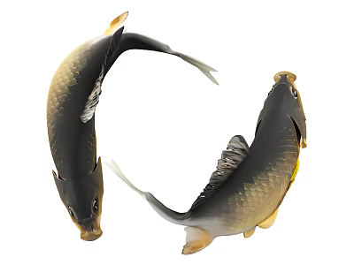 Two Black And Gold Koi Fish Swimming Gracefully With Curved Elegant Bodies 3d model