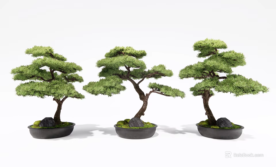 Three Decorative Bonsai Pine Trees Planted In Black Pots With Moss And Stones 3d model 
