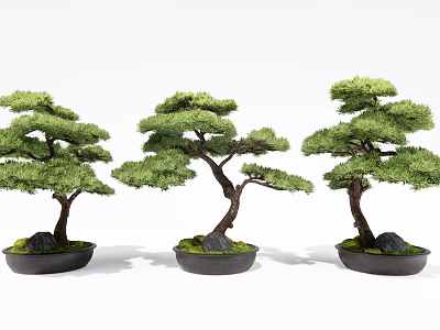 Three Decorative Bonsai Pine Trees Planted In Black Pots With Moss And Stones 3d model