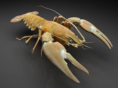 Detailed View of Brown Lobster with Large Claws Long Antennae and Segmented Body 3d model