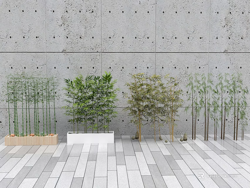 Bamboo Varieties In Modern Minimalist Indoor Space 3d model 