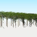 Lush Green Vine Covered Wooden Pergola Structure With Dense Foliage And Support Poles