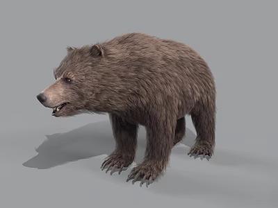 Realistic Brown Bear 3D Render With Detailed Fur And Standing Pose On Gray Background 3d model