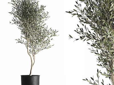 Decorative Olive Tree Bonsai Potted Plant With Lush Foliage In Black Pot 3d model