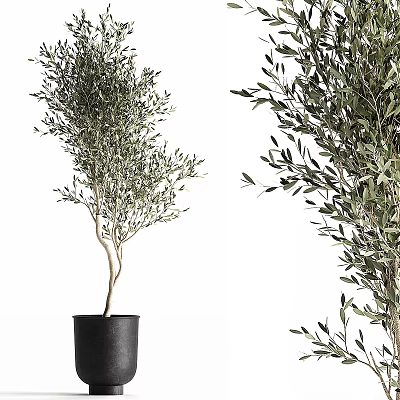 Decorative Olive Tree Bonsai Potted Plant With Lush Foliage In Black Pot 3d model