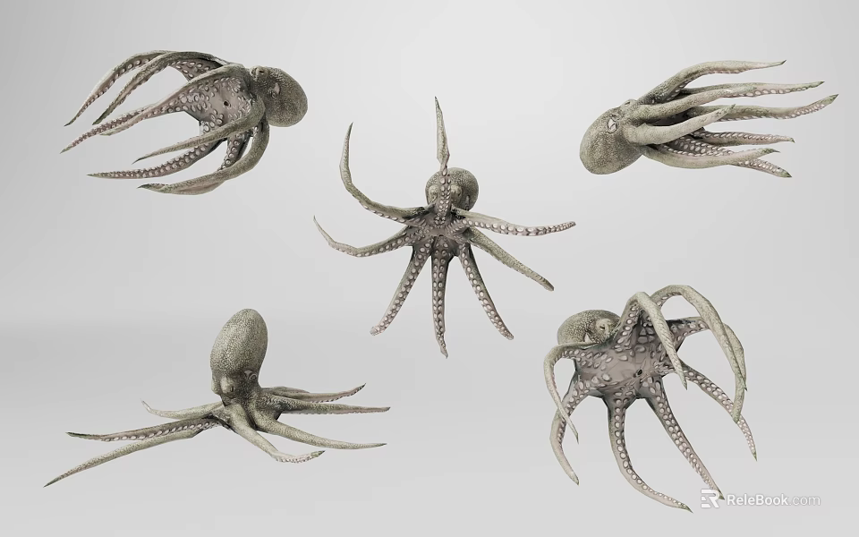 Different Aquatic Animal Octopus Types With Distinct Tentacle And Body Features 3d model 