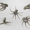 Octopus 3d model