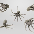 Octopus Octopus 3d model