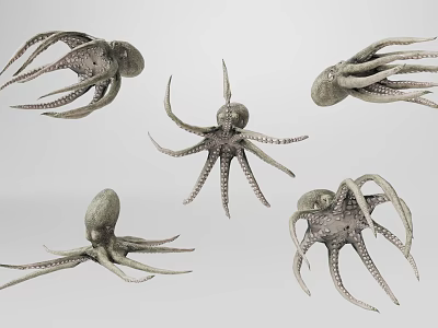 Different Aquatic Animal Octopus Types With Distinct Tentacle And Body Features 3d model Different Aquatic Animal Octopus Types With Distinct Tentacle And Body Features 3d model