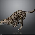 Cheetah With Spotted Coat Running In Dynamic Pose On Gray Background