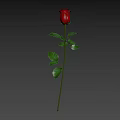 Beautiful Red Rose With Green Stem And Leaves On Gray Background