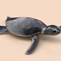 Turtle Green Turtle Baby Turtle Baby Turtle Baby Turtle Baby Turtle 3d model