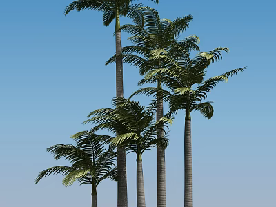 Tall Green Palm Trees With Long Trunks And Lush Leaves Against Blue Sky 3d model