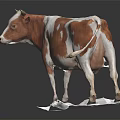 Brown And White Cow Model Standing On White Base With Realistic Details