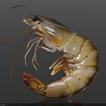 Whole Fresh Raw Shrimp With Natural Brown And White Stripes On Dark Background