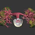 Human Lung Organ Anatomical 3D Model with Bronchial Tree and Pulmonary Tissues