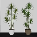 Green Leafy Potted Plants with Tall Stems in White and Beige Planters for Indoor Decoration