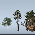 Various Trees With Different Leaves Pink Flowers And Unique Trunk Structures 3d model