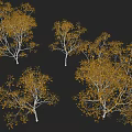 Trees With Golden Leaves And White Trunks Display Various Forms On Black Background 3d model