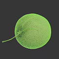Fresh Round Cantaloupe with Green Netted Texture and Stem on Black Background 3d model