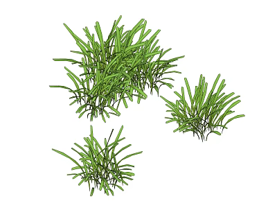 Green Grass Like Plants With Long Slender Leaves In Three Clumps 3d model