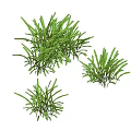 Green Grass Like Plants With Long Slender Leaves In Three Clumps