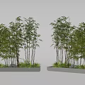 Lush Bamboo Plants Planted in Rectangular Planter Boxes with Green Foliage and Gray Background 3d model