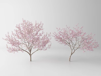 Blooming Two Arbor Trees with Pink Blossoms on White Background 3d model