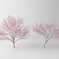 Blooming Two Arbor Trees with Pink Blossoms on White Background 3d model