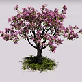Beautiful Flowering Arbor With Pink Blossoms Green Grass Under Blue Sky