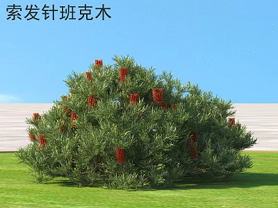 Banksia spinulosa Shrub With Green Foliage And Red Flowers In Sunny Grassland Setting 3d model