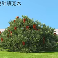 Banksia spinulosa Shrub With Green Foliage And Red Flowers In Sunny Grassland Setting