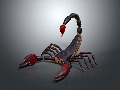 Scorpion With Black Body Red Claws And Curved Red Stinger On Gray Background 3d model