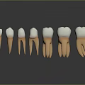 Tooth Models In Different Stages Showing Structure With Roots And Crowns On Gray Background 3d model