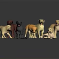 Various Colored Dog Models Displayed In Different Poses On Black Background